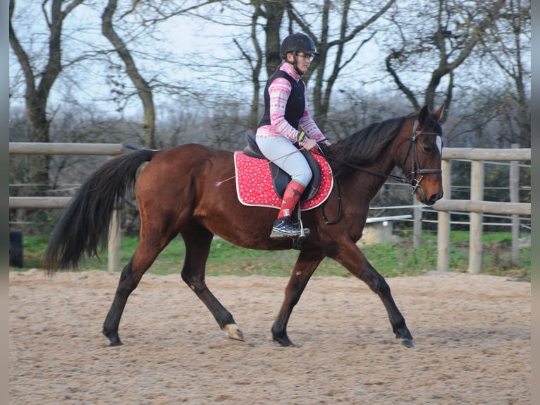 Franse draver Merrie 11 Jaar 155 cm Bruin in Saint-Romain-sous-Gourdon