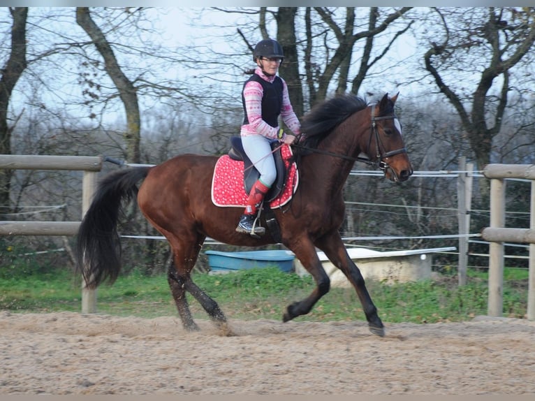 Franse draver Merrie 11 Jaar 155 cm Bruin in Saint-Romain-sous-Gourdon