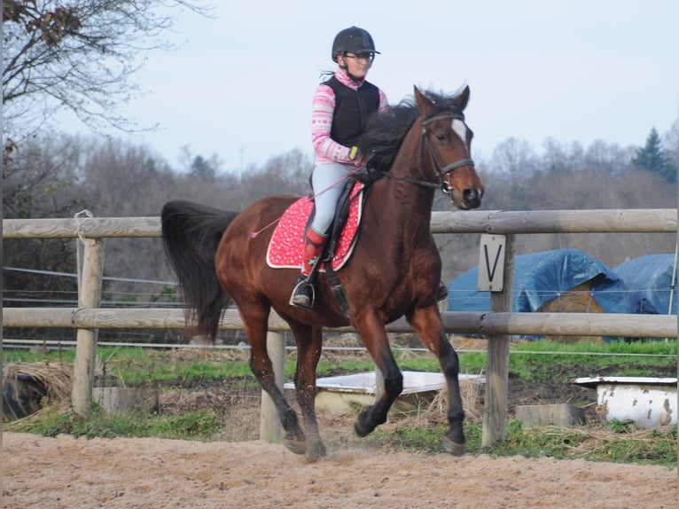 Franse draver Merrie 11 Jaar 155 cm Bruin in Saint-Romain-sous-Gourdon