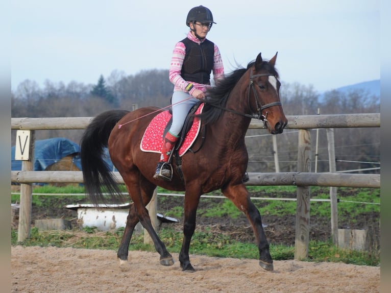 Franse draver Merrie 11 Jaar 155 cm Bruin in Saint-Romain-sous-Gourdon