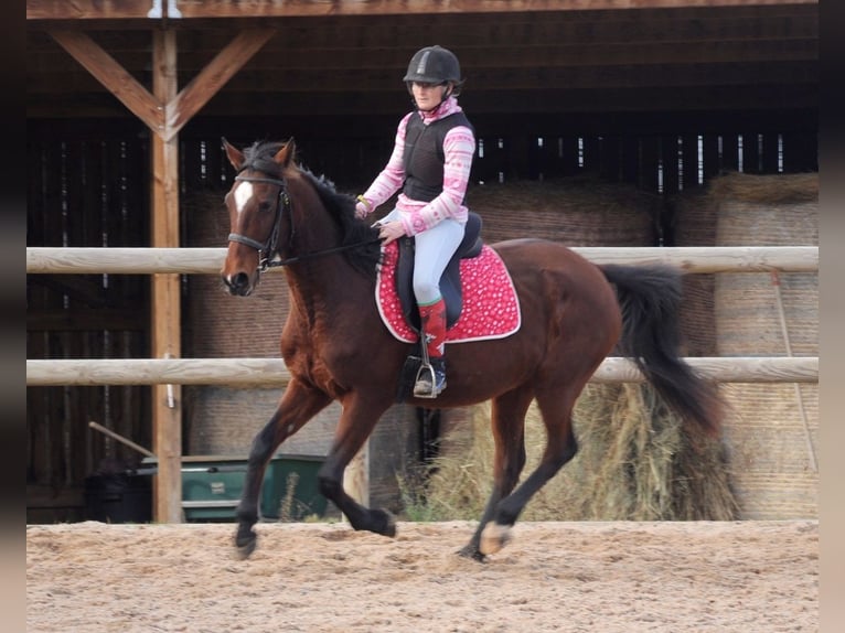 Franse draver Merrie 11 Jaar 155 cm Bruin in Saint-Romain-sous-Gourdon