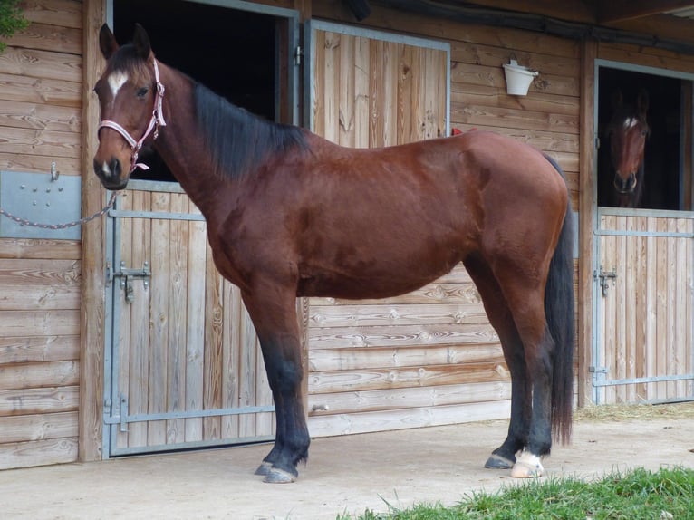 Franse draver Merrie 11 Jaar 155 cm Bruin in Saint-Romain-sous-Gourdon