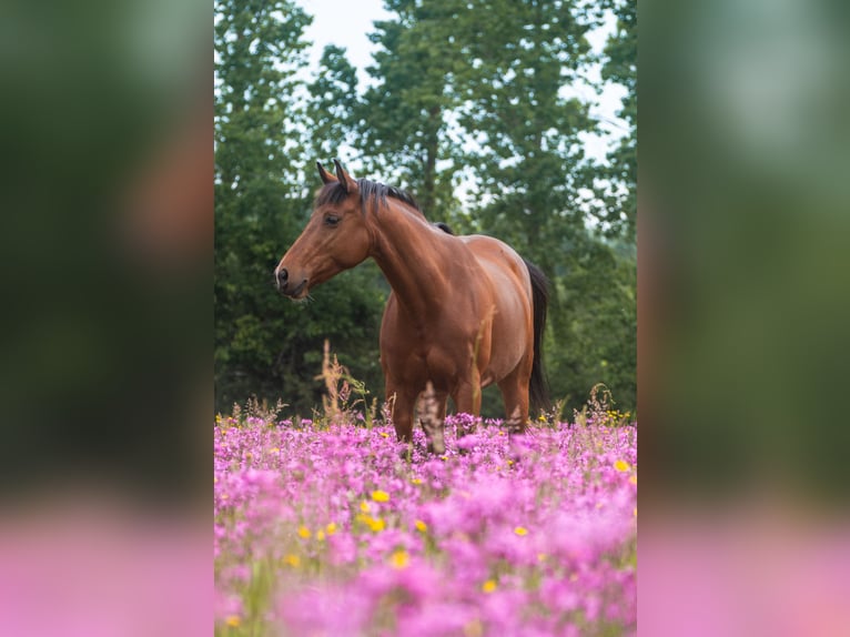 Franse draver Merrie 11 Jaar 157 cm Bruin in Le Bignon