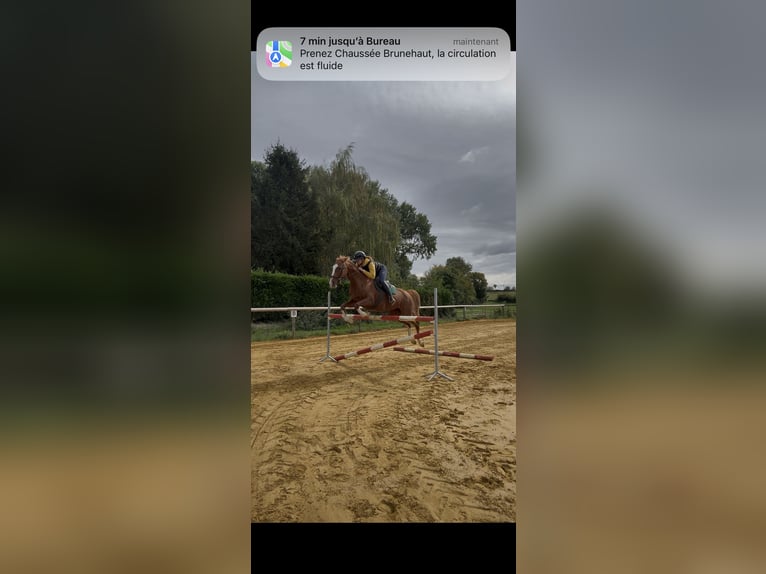 Franse draver Merrie 12 Jaar 158 cm Vos in Le Cateau-Cambrésis