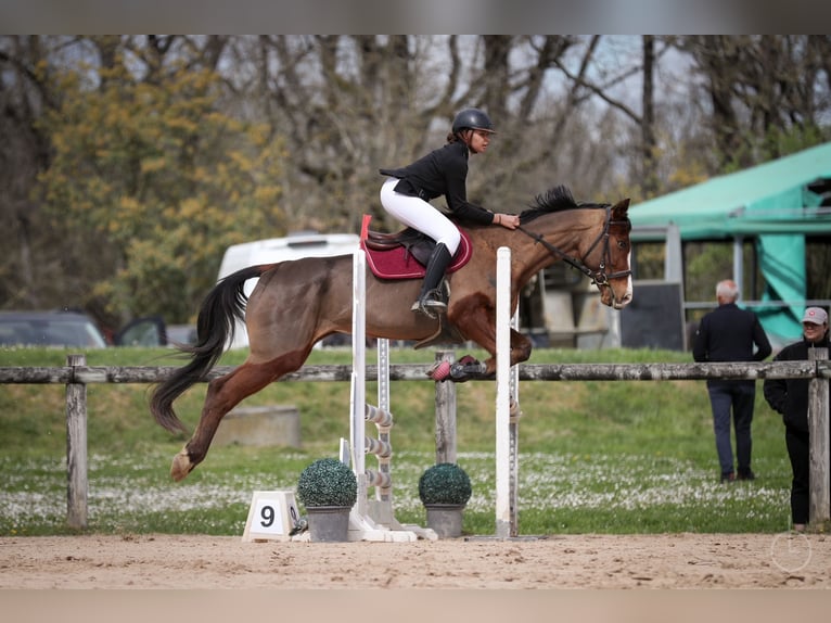 Franse draver Merrie 12 Jaar 162 cm Bruin in Seysses