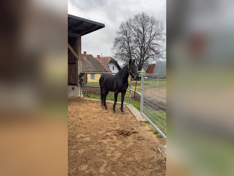Franse draver Merrie 12 Jaar 162 cm Donkerbruin in Gmünd