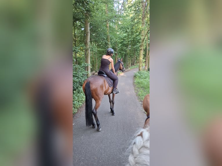 Franse draver Merrie 13 Jaar 163 cm Donkerbruin in Sgravenhage