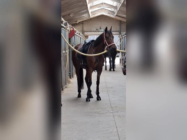 Franse draver Merrie 13 Jaar 163 cm Donkerbruin in Sgravenhage