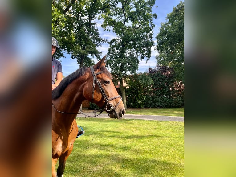 Franse draver Merrie 13 Jaar 165 cm Bruin in WedemarkWedemark