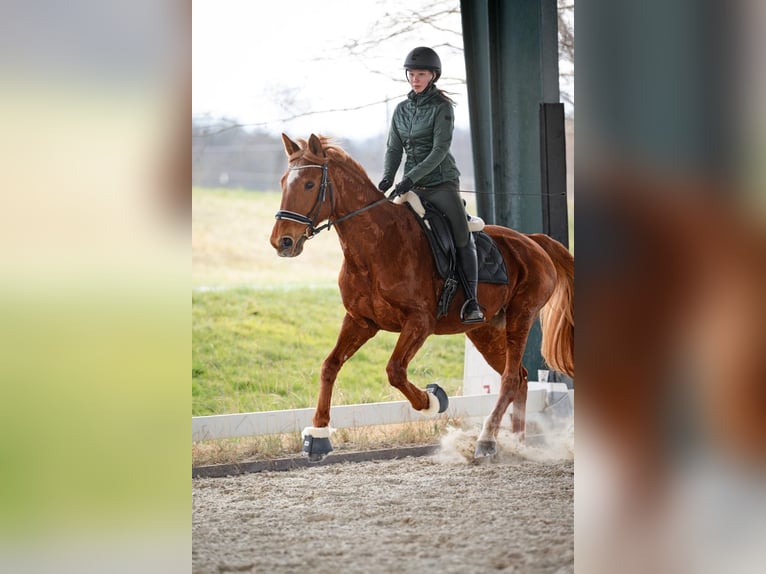 Franse draver Merrie 14 Jaar 165 cm Vos in Sauerlach
