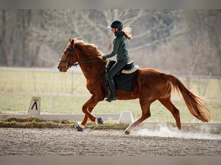 Franse draver Merrie 14 Jaar 165 cm Vos in Sauerlach