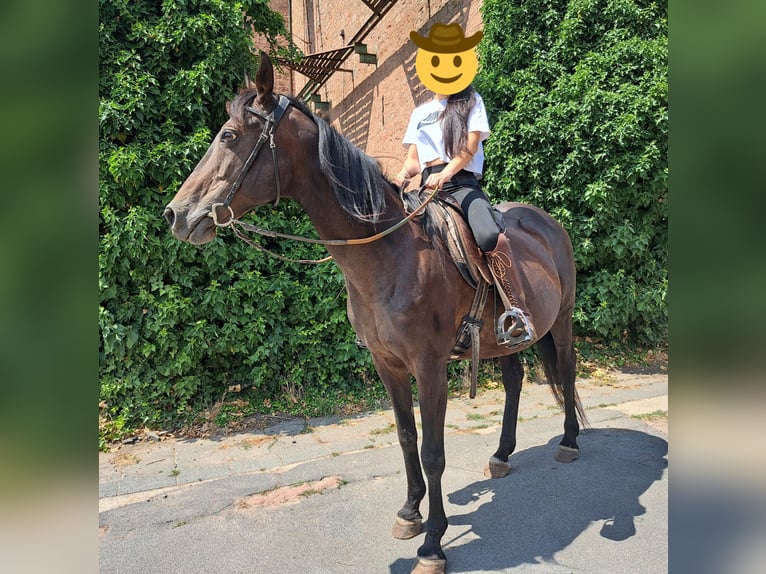 Franse draver Merrie 19 Jaar 155 cm Bruin in Otzberg
