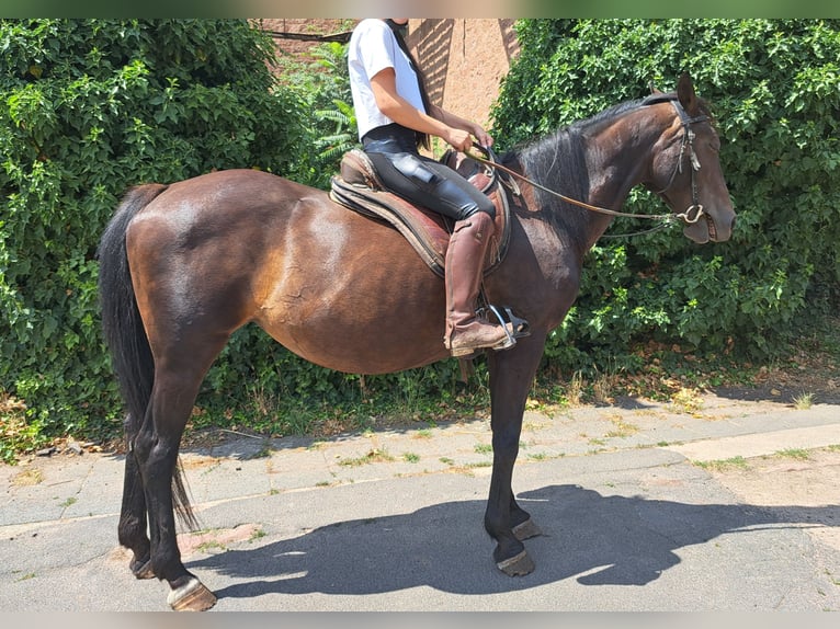 Franse draver Merrie 19 Jaar 155 cm Bruin in Otzberg