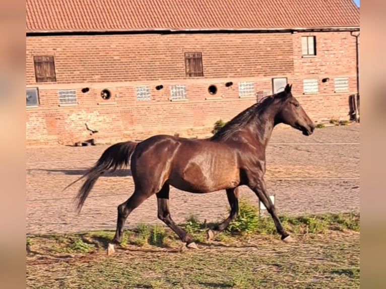 Franse draver Merrie 19 Jaar 155 cm Bruin in Otzberg