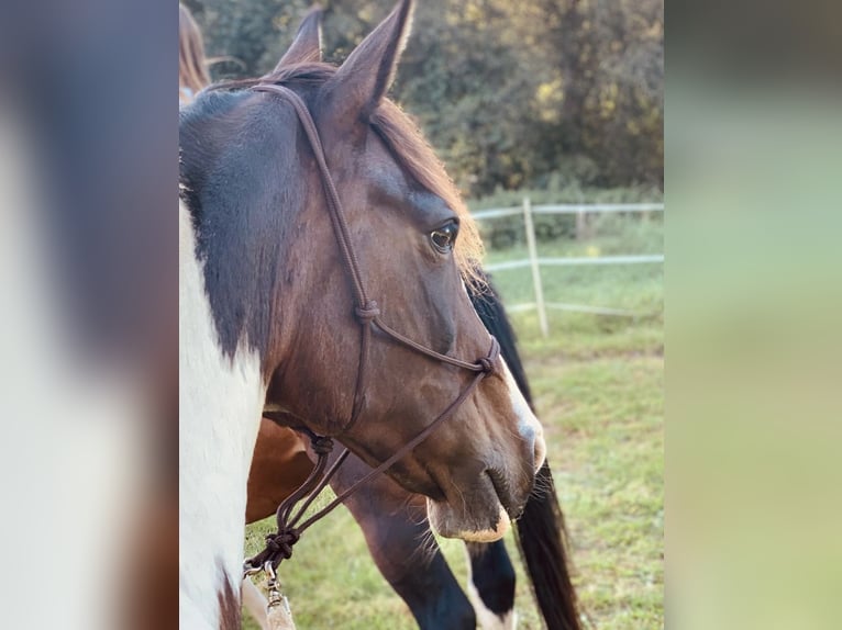 Franse draver Mix Merrie 19 Jaar 157 cm Gevlekt-paard in Hude (Oldenburg)Hude