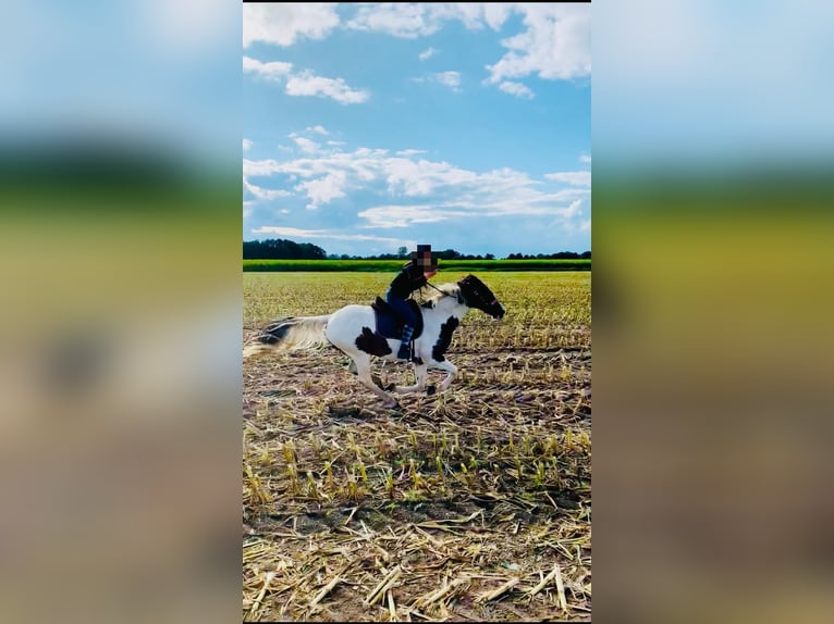 Franse draver Mix Merrie 19 Jaar 157 cm Gevlekt-paard in Hude (Oldenburg)Hude