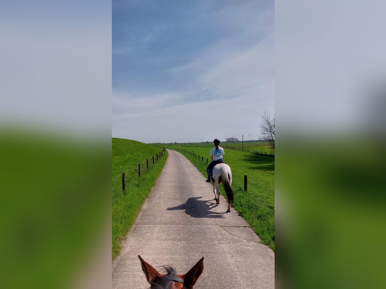 Franse draver Mix Merrie 19 Jaar 157 cm Gevlekt-paard in Hude (Oldenburg)Hude