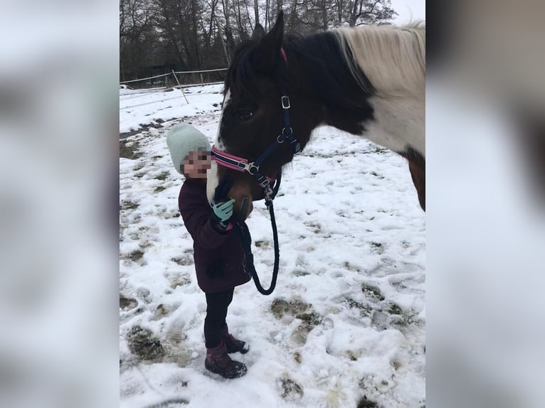 Franse draver Mix Merrie 19 Jaar 157 cm Gevlekt-paard in Hude (Oldenburg)Hude