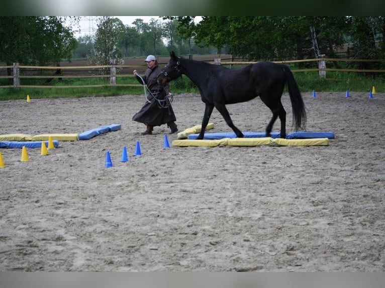 Franse draver Merrie 19 Jaar 162 cm Donkerbruin in Dortmund (Aplerbecker Mark)