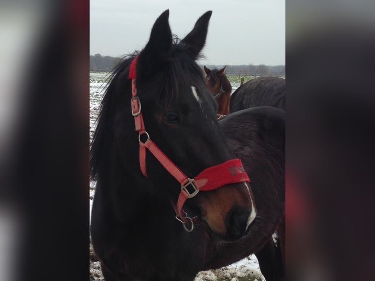 Franse draver Merrie 19 Jaar 162 cm Donkerbruin in Dortmund (Aplerbecker Mark)