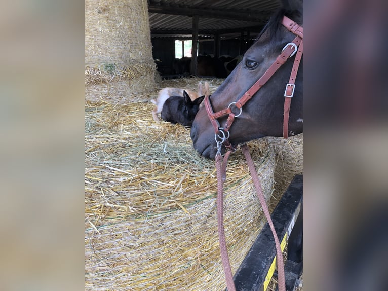 Franse draver Merrie 20 Jaar 162 cm Donkerbruin in Dortmund (Aplerbecker Mark)