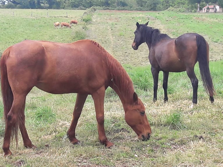 Franse draver Merrie 24 Jaar 164 cm Vos in Montmorillon