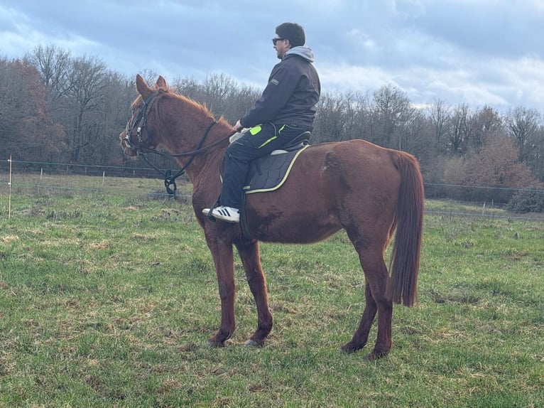 Franse draver Merrie 24 Jaar 164 cm Vos in Montmorillon