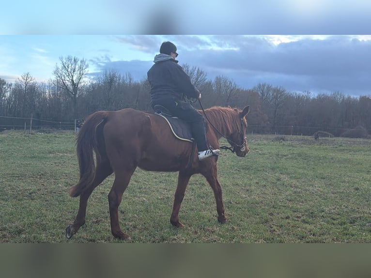 Franse draver Merrie 24 Jaar 164 cm Vos in Montmorillon