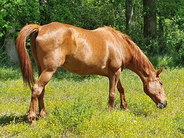 Franse draver Merrie 24 Jaar 164 cm Vos in Montmorillon
