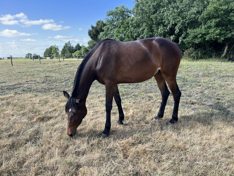 Franse draver Merrie 3 Jaar Bruin in Durtal