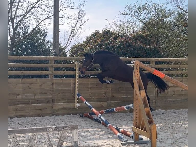 Franse draver Merrie 3 Jaar Bruin in Durtal