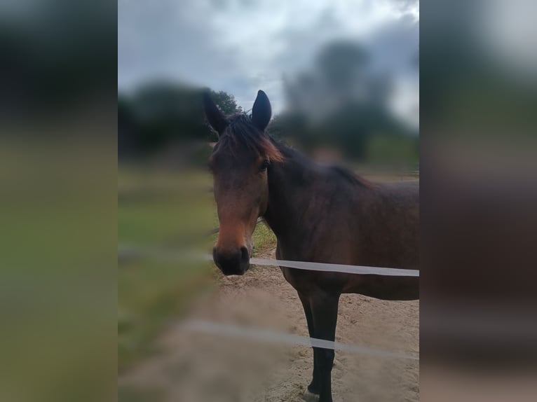 Franse draver Merrie 4 Jaar 155 cm Bruin in L&#xFC;neburg