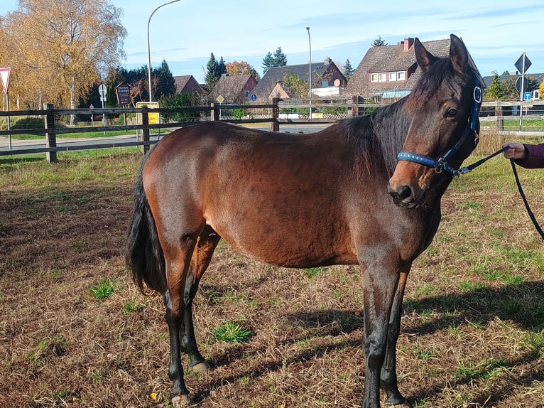 Franse draver Merrie 4 Jaar 155 cm Bruin in L&#xFC;neburg