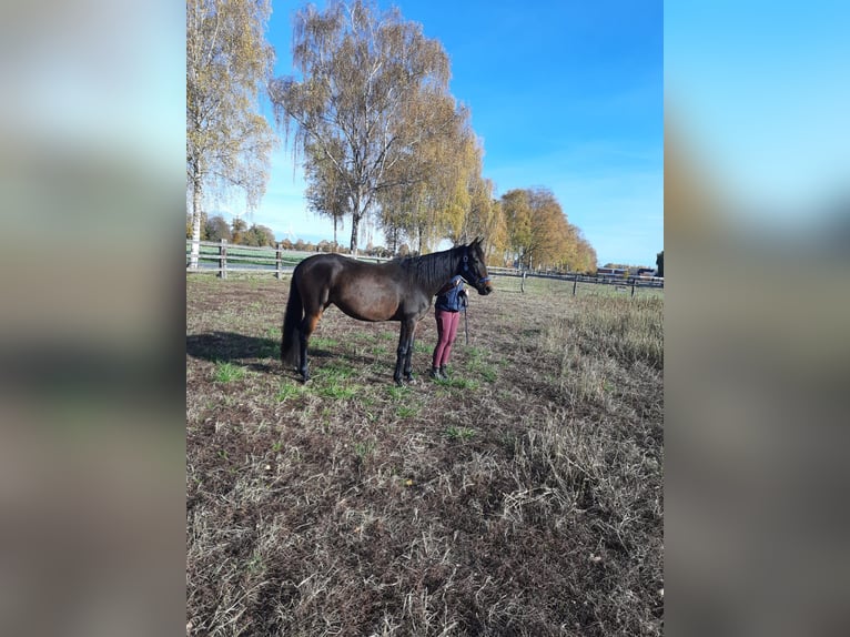 Franse draver Merrie 4 Jaar 155 cm Bruin in L&#xFC;neburg