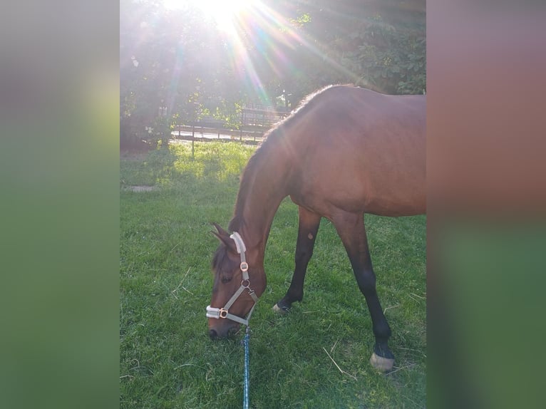 Franse draver Merrie 4 Jaar 155 cm Bruin in L&#xFC;neburg