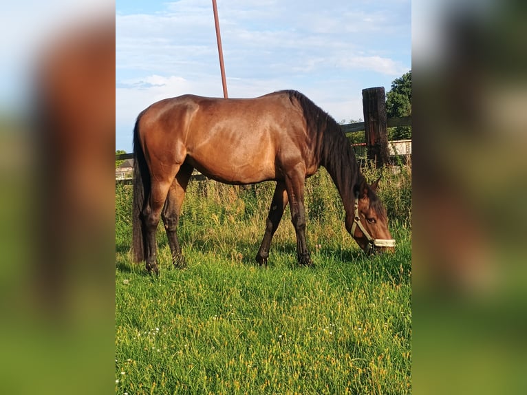 Franse draver Merrie 4 Jaar 155 cm Bruin in L&#xFC;neburg