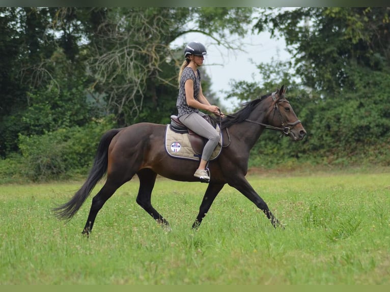 Franse draver Merrie 4 Jaar 155 cm Zwartbruin in Tarbes