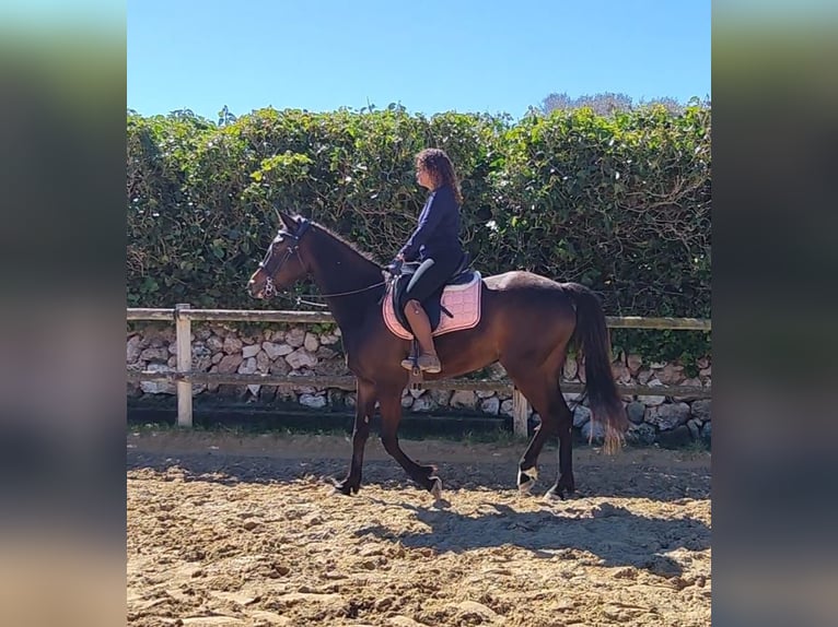 Franse draver Merrie 4 Jaar 156 cm Bruin in Ciutadella De Menorca