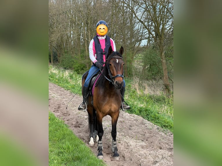 Franse draver Merrie 4 Jaar 157 cm Bruin in Leidschendam