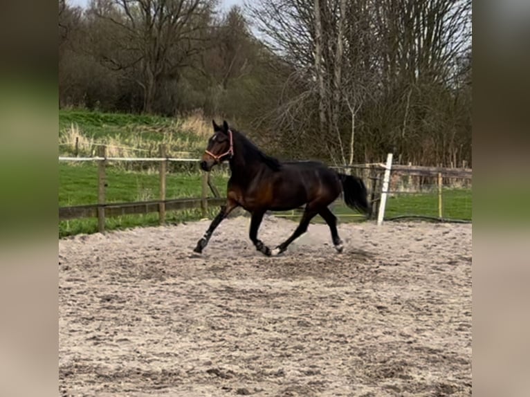 Franse draver Merrie 4 Jaar 157 cm Bruin in Leidschendam