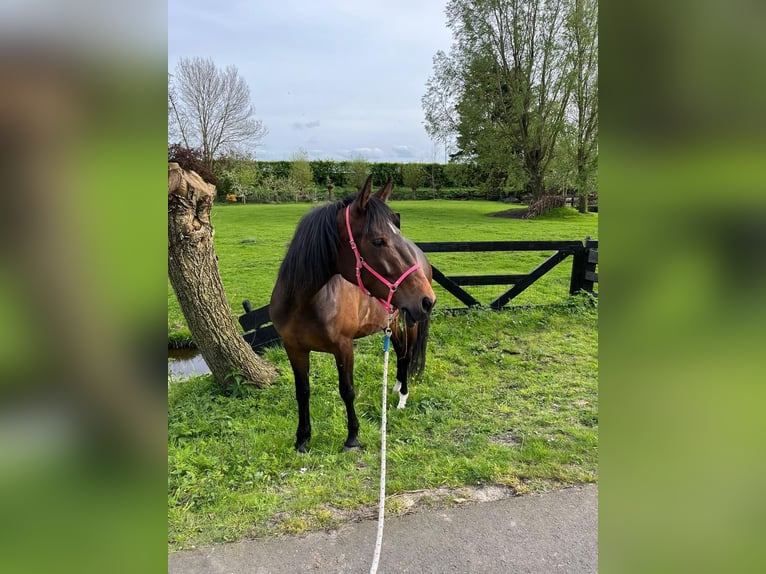 Franse draver Merrie 4 Jaar 157 cm Bruin in Leidschendam