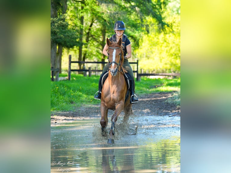 Franse draver Merrie 4 Jaar 166 cm Vos in Nijkerk