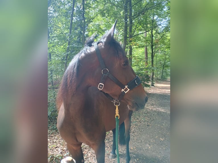 Franse draver Merrie 5 Jaar 158 cm Bruin in Lüneburg