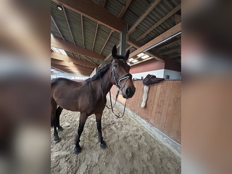 Franse draver Merrie 5 Jaar 165 cm Bruin in Beckum