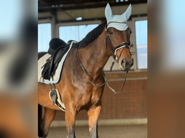 Franse draver Merrie 5 Jaar 165 cm Bruin in Beckum