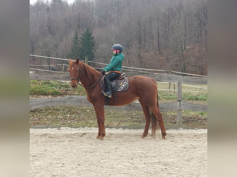 Franse draver Merrie 6 Jaar 160 cm Bruin in Hruševje