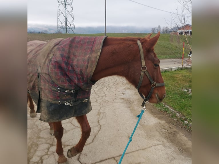 Franse draver Merrie 6 Jaar 160 cm Bruin in Hruševje