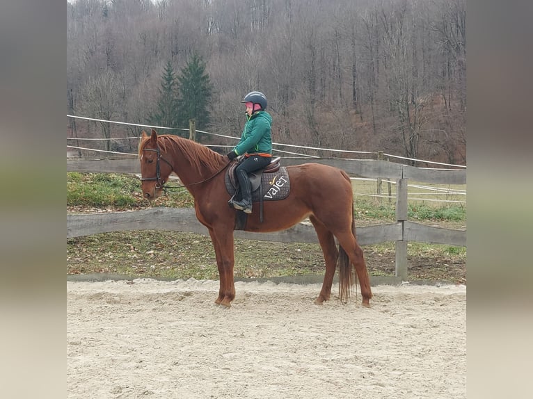 Franse draver Merrie 6 Jaar 160 cm Bruin in Hruševje