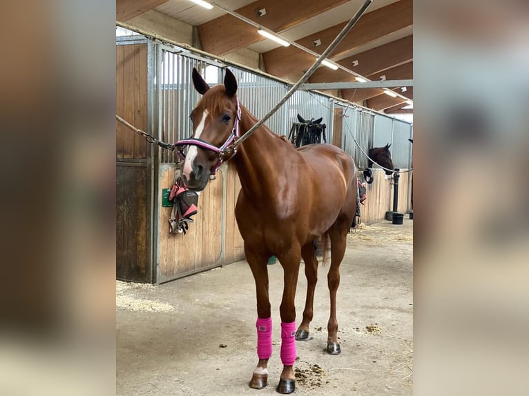 Franse draver Merrie 6 Jaar 160 cm Vos in Niedernondorf