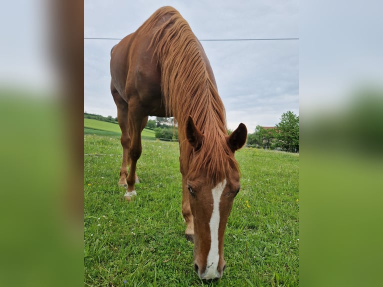 Franse draver Merrie 6 Jaar 160 cm Vos in Niedernondorf